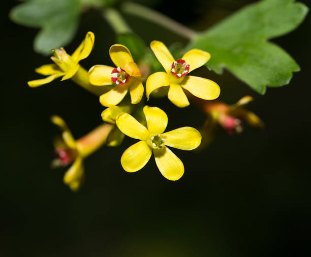 istock beautiful little yellow flowers in nature. macro 858181000