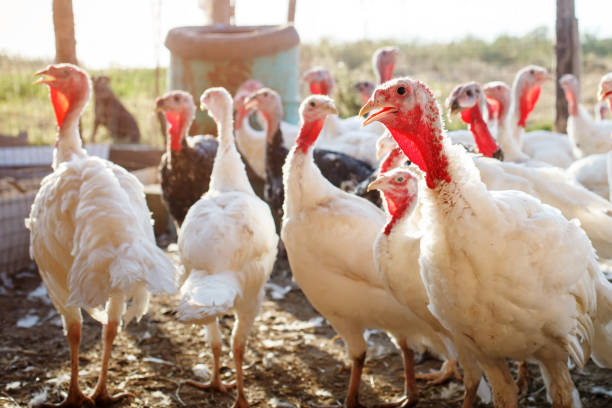 di tacchino in un allevamento di pollame tradizionale - poultry shears foto e immagini stock