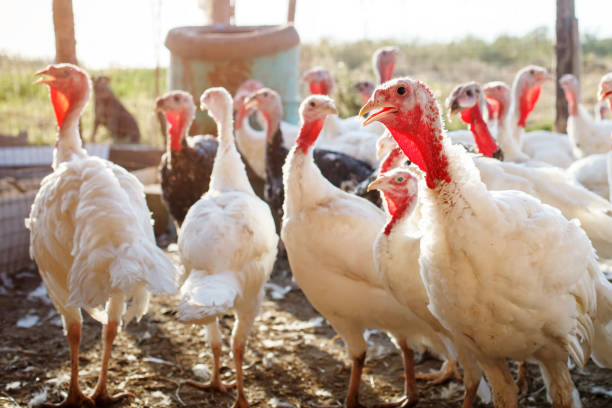 istock Turkey-cocks on a traditional poultry farm 858181060