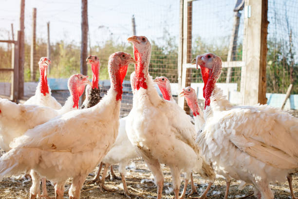 istock Turkey-cocks on a traditional poultry farm 858181156