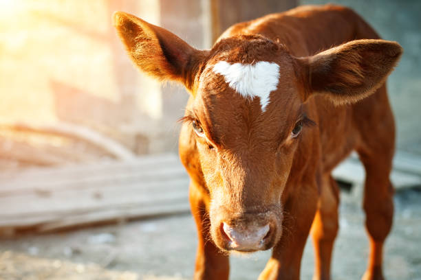 istock Young calf at an agricultural farm 858181868