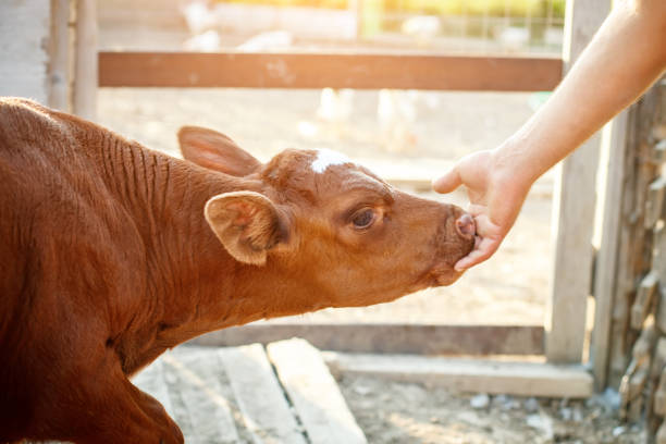 istock Young calf at an agricultural farm 858182006