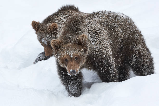istock Young brown bears play in the snow 858184502