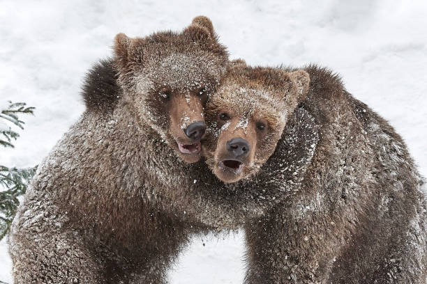 BROWN BEAR ursus arctos, FEMALE WITH MALE