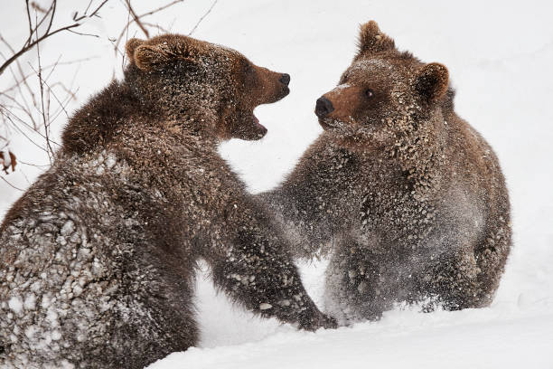 istock Young European brown bears in battle 858185248