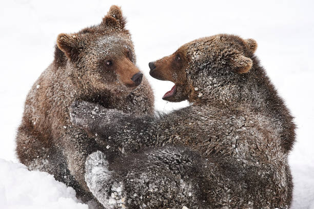 istock Young European brown bears in battle 858185534