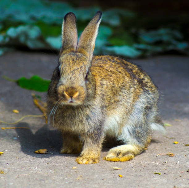 istock little rabbits. Breeding rabbits concept.Rabbits 858188086