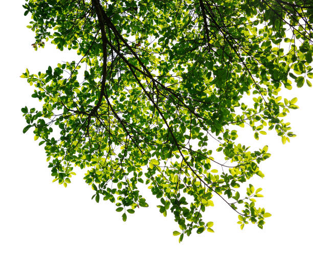 istock green leaves and branch isolated 858188216
