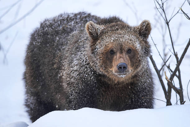 Young brown bear playing stock photo