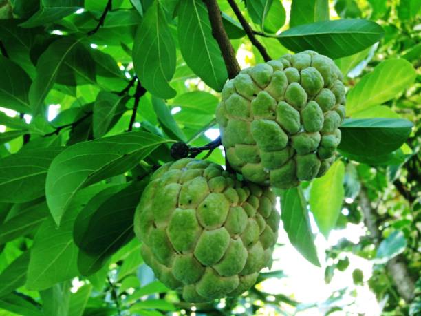 istock Sugar apple, Custard apple, Sweetsop or Annona squamosa Linn. 858189506
