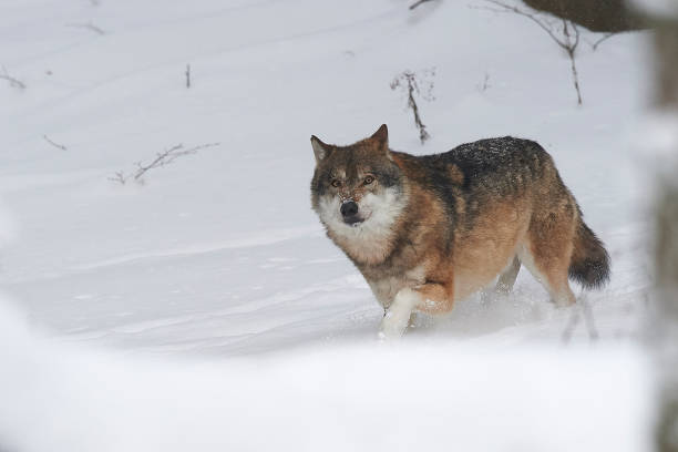 istock A European wolf in the snow 858191588