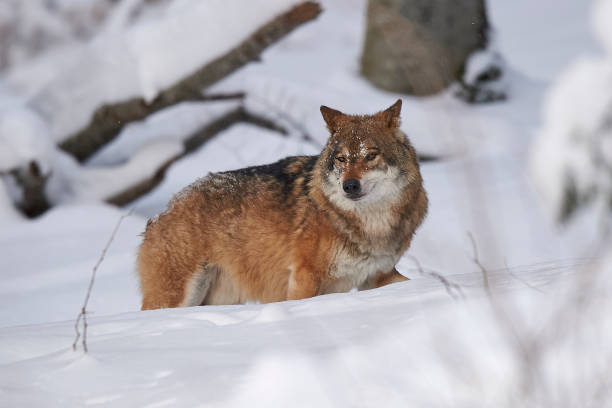 istock A European wolf in the snow 858192034
