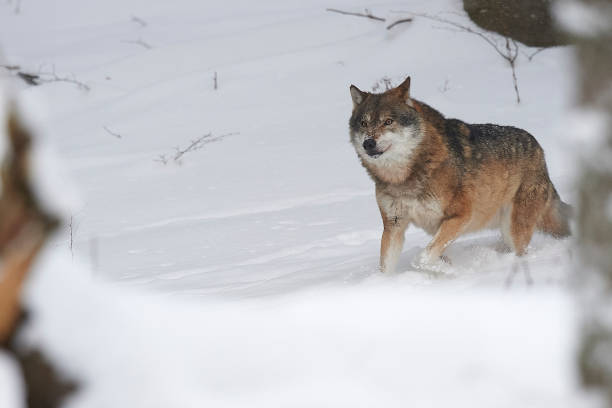 The gaze of the wolf in the snowy landascape of abruzzo