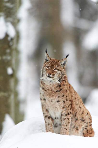 istock A Eurasian lynx in the snow 858192764