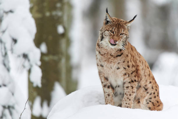istock A Eurasian lynx in the snow 858192848