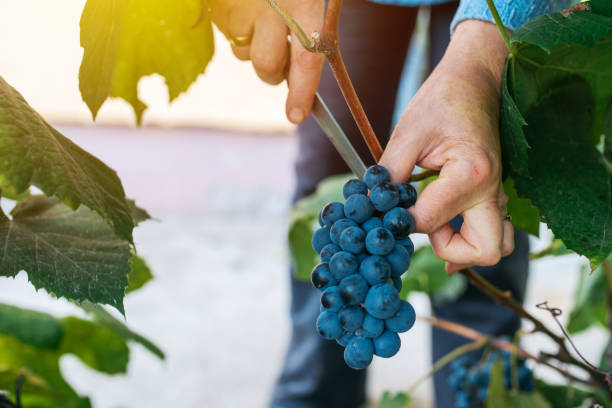 istock Female viticulturist harvesting grapes 858193006