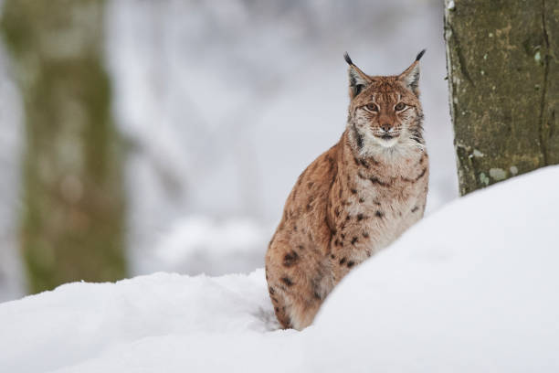 istock A Eurasian lynx in the snow 858193060
