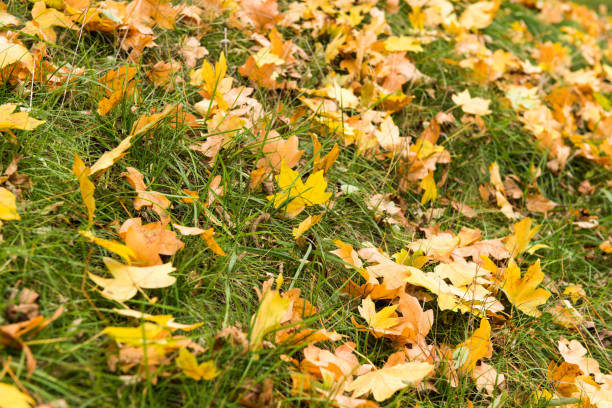 istock Background of autumn leaves on grass 858195344