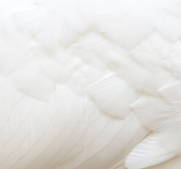 istock background of white feathers 858195362
