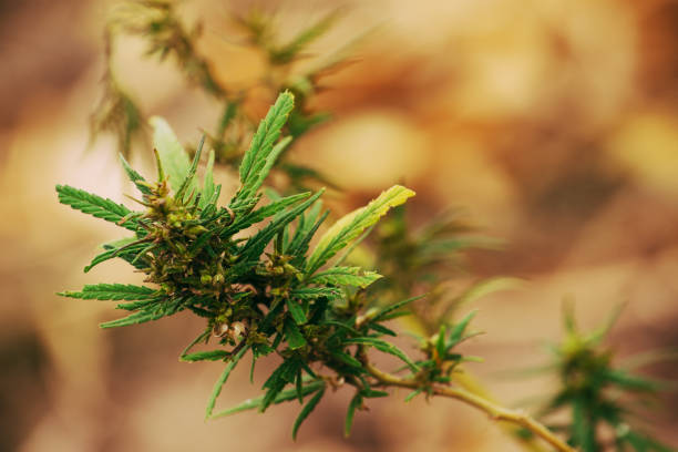 istock Industrial marijuana hemp plant 858195712