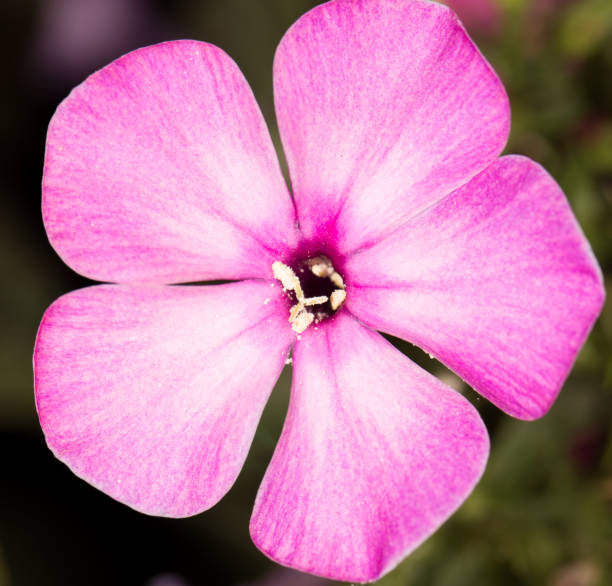 istock beautiful flower in nature 858195950