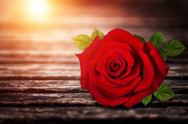 Roses on old wooden board, Valentines Day background