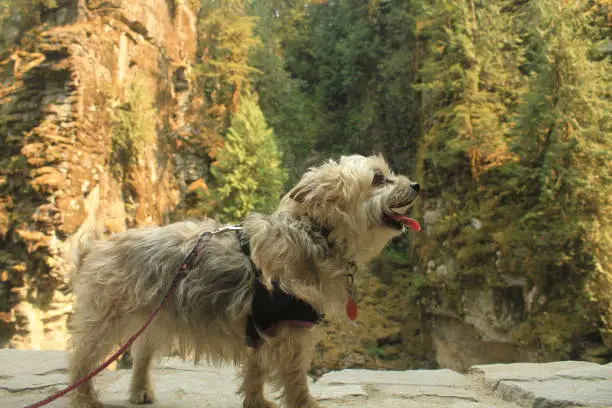 Silky Terrier standing on a stone wall with cliffs in the background