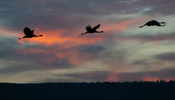 istock cranes silhouettes during sunrise 858202850