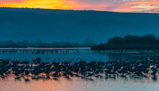 istock cranes silhouette reflection on a lake during sunrise 858202934
