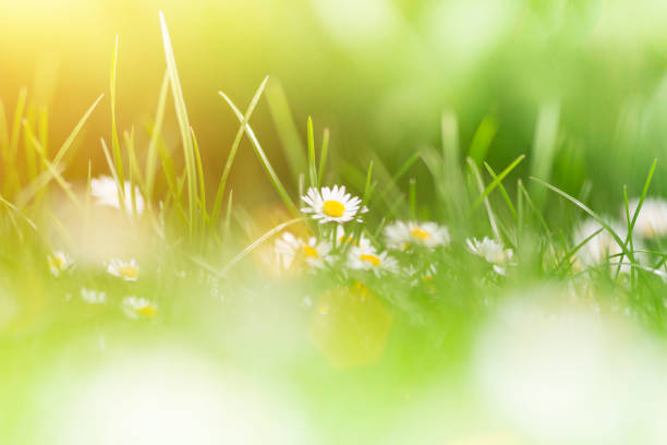 istock Camomiles in green grass 858203330