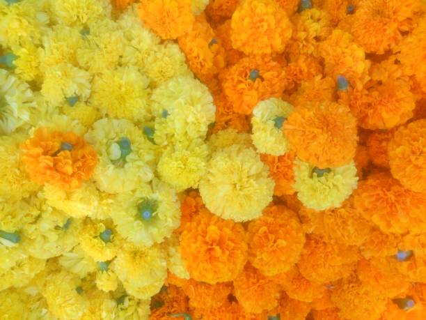 istock Marigold flowers for texture and background 858204900