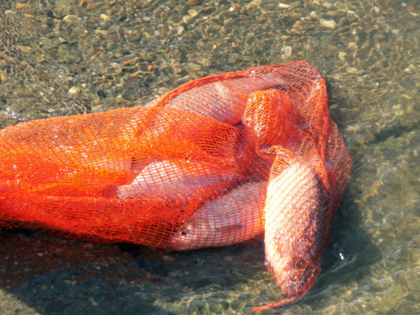 istock Fishes in the orange colored fish net 858205390