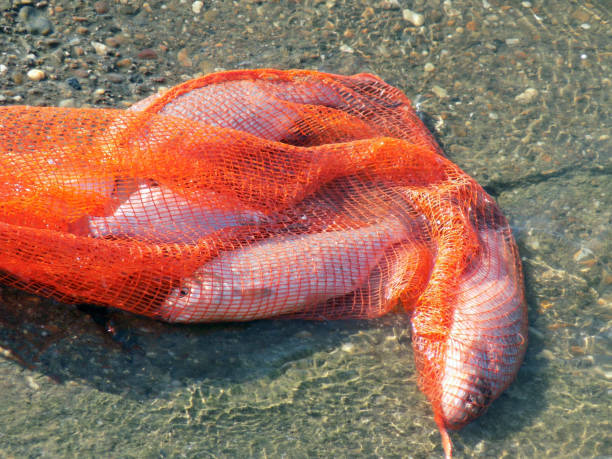 istock Fishes in the orange colored fish net 858205430