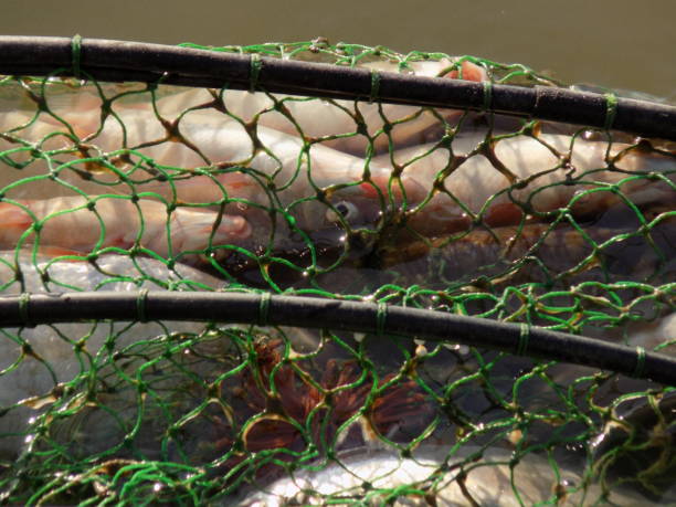 istock Catch of fish in the fish net 858205432