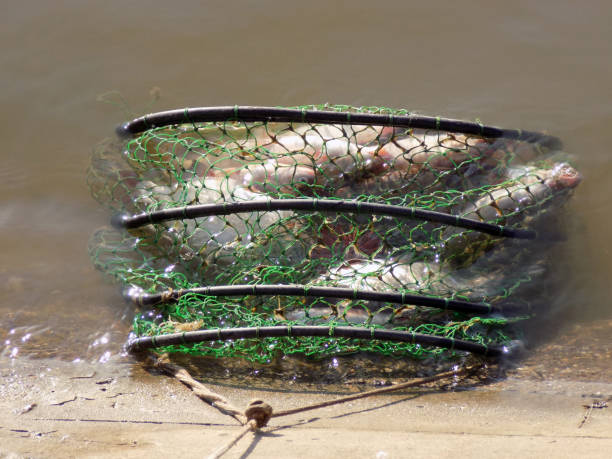 istock Catch of fish in the fish net 858205450