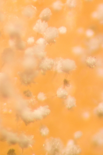 Asperillus niger in Bread under the microscopic, Microbiology for education in laboratories.
