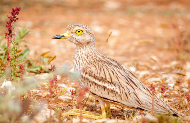 istock stone curlew bird portrait in the wild 858208906