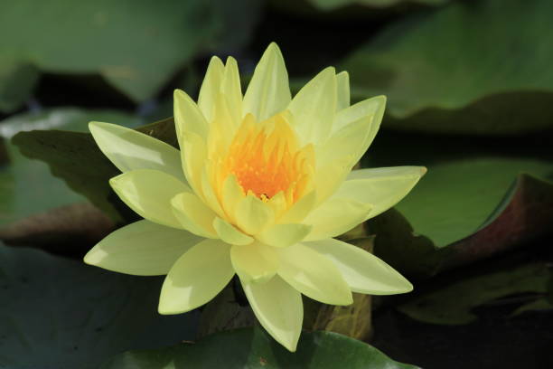 istock Lotus in the pond 858211776