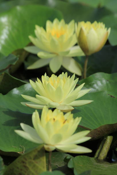 istock Lotus in the pond 858211838