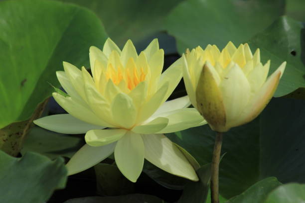 istock Lotus in the pond 858211882