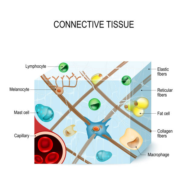 connective tissue connective tissue that supports, binds, or separates more specialized tissues and organs of the body. Illustration showing a section of connective tissue with capillary, cells (lymphocyte, fat, melanocyte, macrophages, mast cell) and fibers (elastic, collagen, reticular). Human anatomy reticular fiber stock illustrations