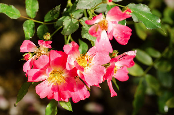 istock Pink rose flower blossom in a garden 858216492