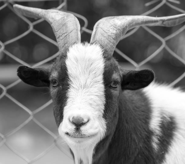 istock Portrait of a wild goat 858216582