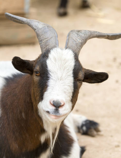istock Portrait of a wild goat 858218940