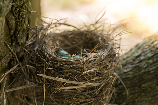 Blue robin eggs in bird nest in tree