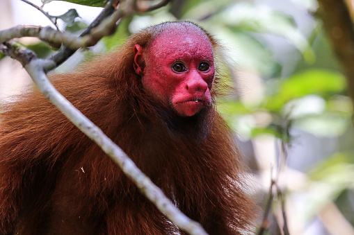 Uakari Monkey In Amazon Stock Photo - Download Image Now - Uakari,  Anthropomorphic Face, Bald Uakari - iStock