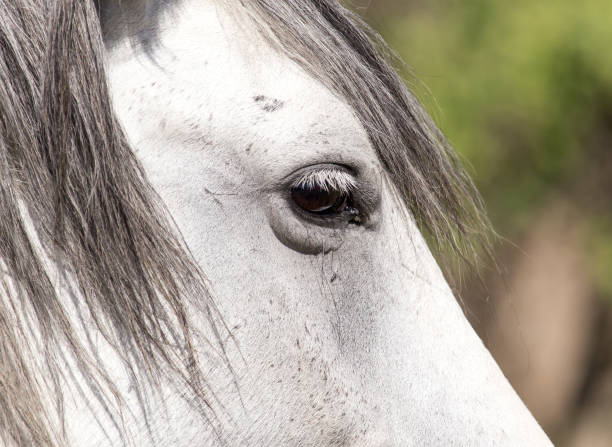 istock Eye of a white horse 858224308