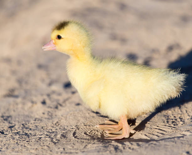 istock little duckling in nature 858225272