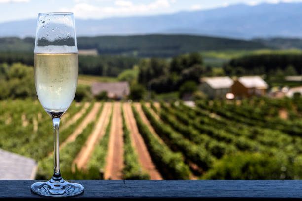 Chilled champagne glass with vineyards background; focus on glass stock photo
