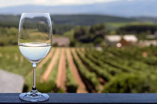 Close up on a glass of white wine with blurry vineyards landscape in the background.
